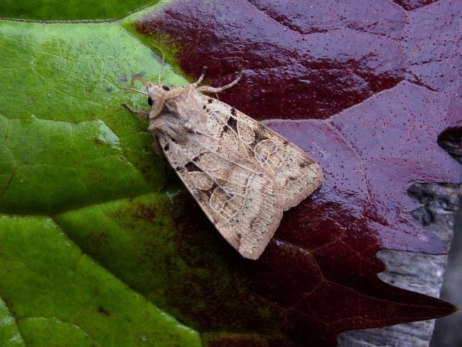 Plain Clay (Eugnorisma depuncta), adult. 10-08-2004. Copyright Keith Dover.