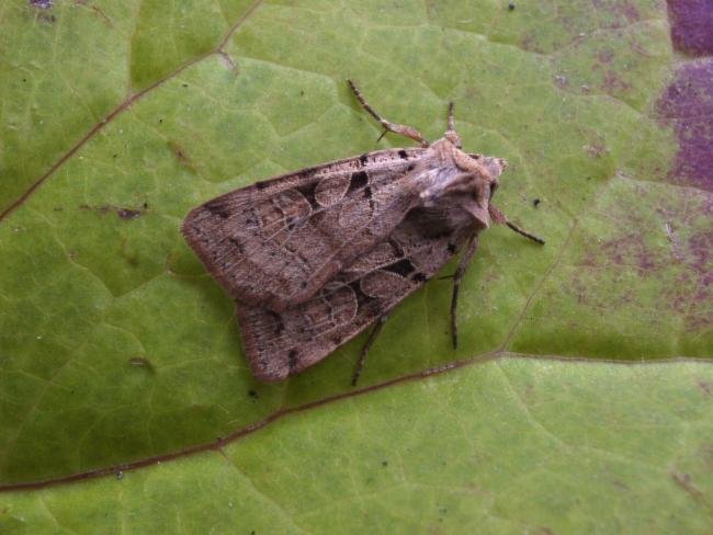 Plain Clay (Eugnorisma depuncta), adult. 11-08-2004. Copyright Keith Dover.