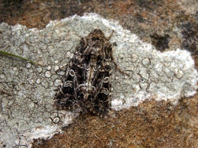 Tawny Shears (Hadena perplexa) subspecies capsophilia (Pod Lover), adult. Taken outside Durham (Pembrokeshire), 30-07-2004. Copyright Keith Dover.