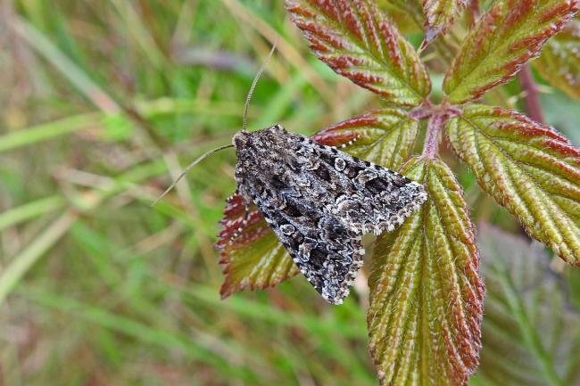 Tawny Shears (Hadena perplexa), adult. Taken outside Durham, 26-06-2017. Copyright Keith Dover.
