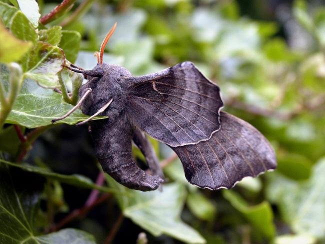 Poplar Hawk-moth (Laothoe populi), adult. Chester-le-Street, 27-05-2005. Copyright Keith Dover.