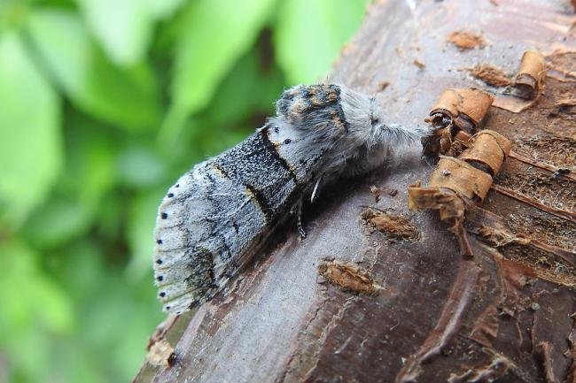 Poplar Kitten (Furcula bifida), adult. Chester-le-Street, 23-05-2017. Copyright Keith Dover.
