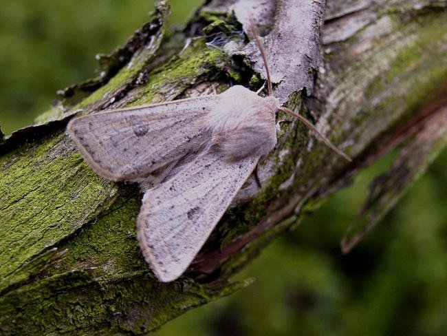 Powdered Quaker (Orthosia gracilis), adult. Chester-le-Street, 14-04-2005. Copyright Keith Dover.