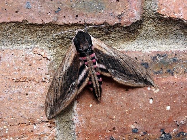 Privet Hawk-moth (Sphinx ligustri), adult. 23-07-2006. Copyright Keith Dover.