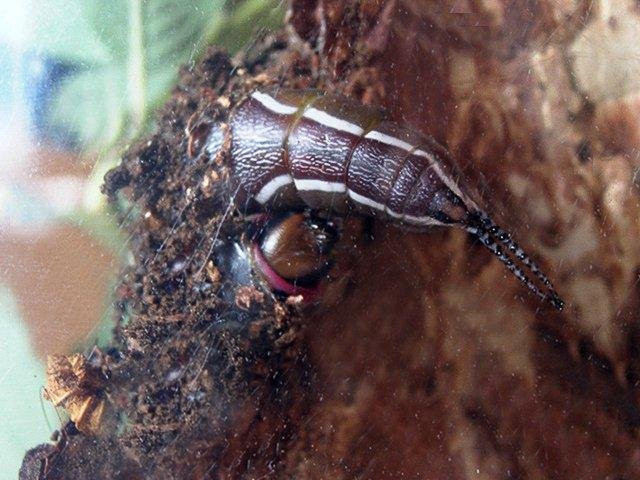 Puss Moth (Cerura vinula), larval. Copyright Keith Dover.