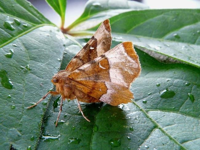 Purple Thorn (Selenia tetralunaria), adult. Chester-le-Street, 04-08-2008. Copyright Keith Dover.