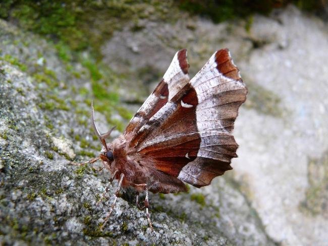 Purple Thorn (Selenia tetralunaria), adult. Chester-le-Street, 05-05-2008. Copyright Keith Dover.