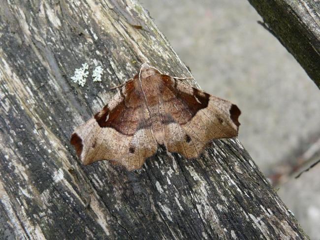 Purple Thorn (Selenia tetralunaria), adult. Chester-le-Street, 01-05-2010. Copyright Keith Dover.