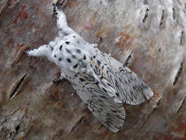 Puss Moth (Cerura vinula), adult. Taken outside Durham, 09-06-2009. Copyright Keith Dover.