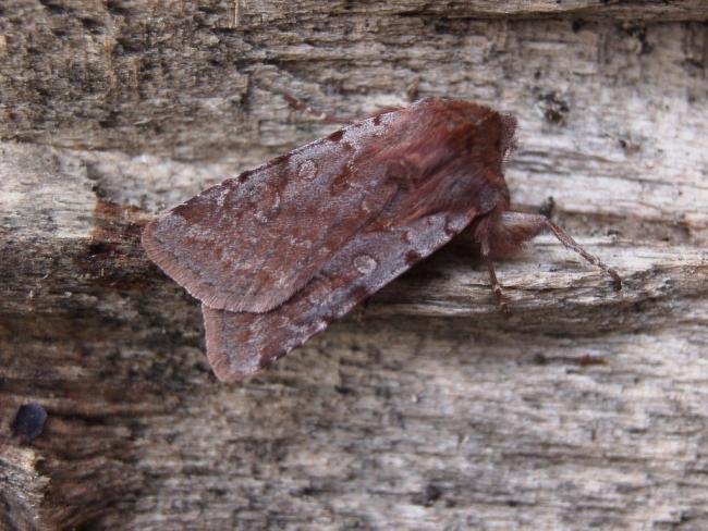 Red Chestnut (Cerastis rubricosa), adult. Taken outside Durham. Copyright Keith Dover.