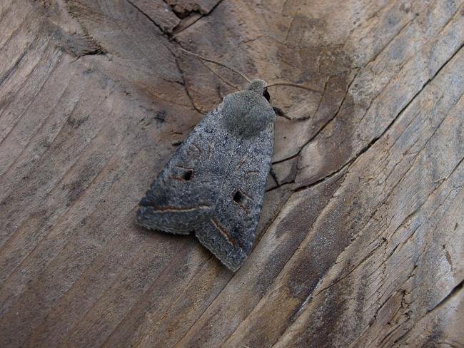Red-line Quaker (Leptologia lota), adult. Chester-le-Street, 06-10-2005. Copyright Keith Dover.