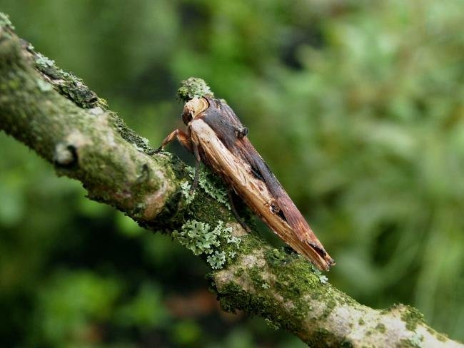 Red Sword-grass (Xylena vetusta), adult. Chester-le-Street, 17-10-2006. Copyright Keith Dover.