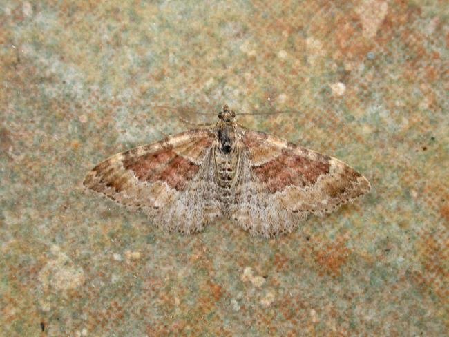 Red Twin-spot Carpet (Xanthorhoe spadicearia), adult. West Moor Plantation, 24-06-2021. Copyright Keith Dover.