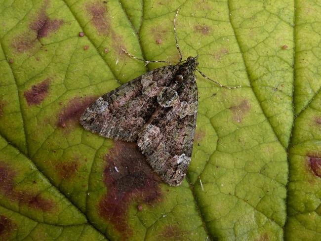 Red-Green Carpet (Chloroclysta siterata), adult. Chester-le-Street, 25-09-2006. Copyright Keith Dover.