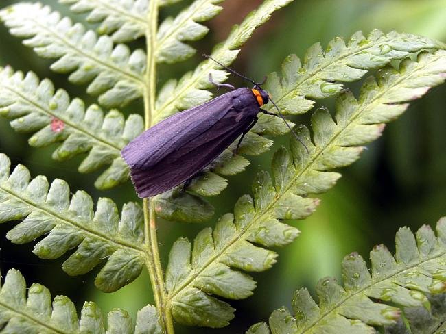 Red-necked Footman (Atolmis rubricollis), adult. Chester-le-Street, 14-07-2005. Copyright Keith Dover.
