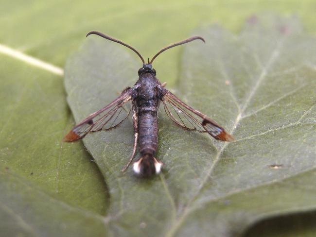 Red-tipped Clearwing (Synanthedon formicaeformis), adult. Waldridge Fell, 03-07-2006. Copyright Keith Dover.