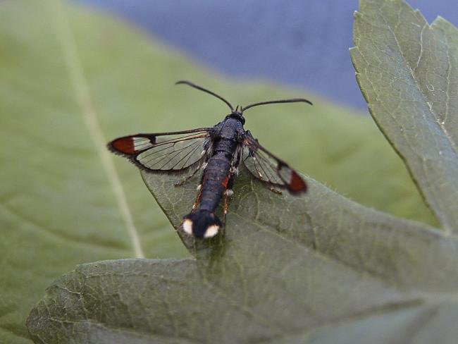 Red-tipped Clearwing (Synanthedon formicaeformis), adult. Waldridge Fell, 03-07-2006. Copyright Keith Dover.