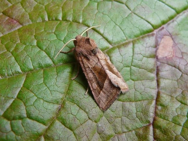 Rosy Rustic (Hydraecia micacea), adult. Taken outside Durham, 03-08-2010. Copyright Keith Dover.