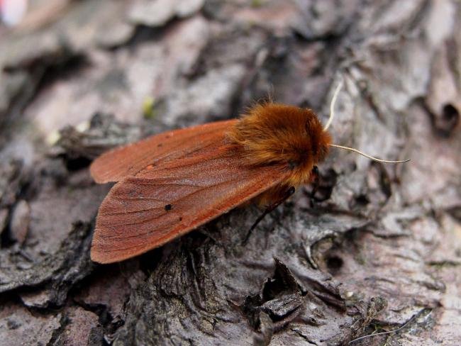 Ruby Tiger (Phragmatobia fuliginosa), adult. Chester-le-Street, 20-07-2007. Copyright Keith Dover.