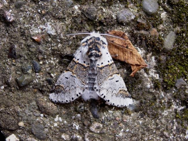 Sallow Kitten (Furcula furcula), adult. Chester-le-Street, 21-06-2007. Copyright Keith Dover.