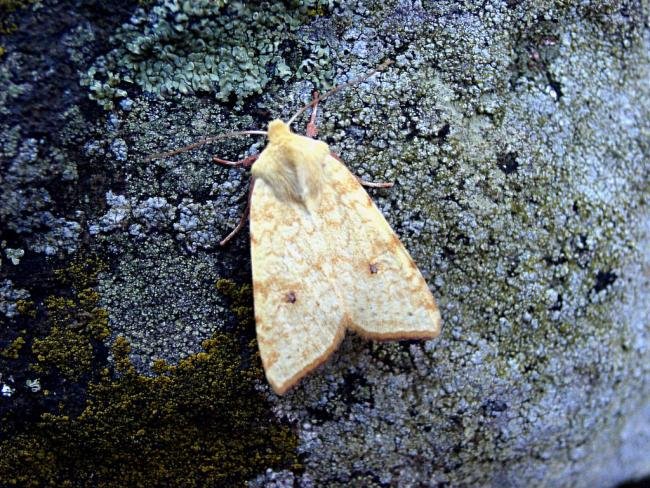 Sallow (Cirrhia icteritia), adult. Taken outside Durham, 22-08-2004. Copyright Keith Dover.