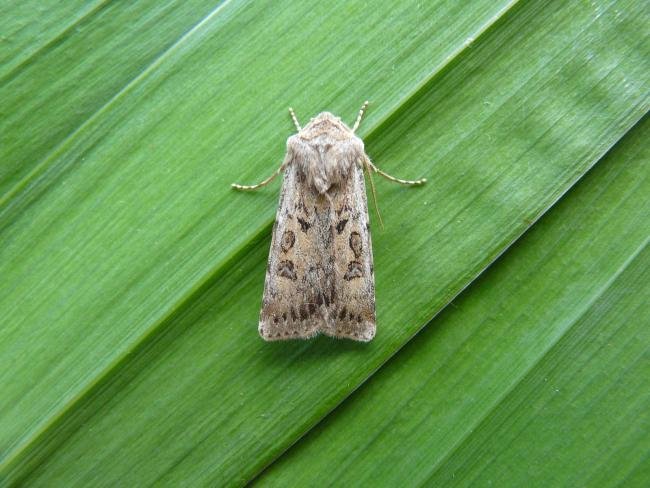 Sand Dart (Agrotis ripae), adult. 03-08-2013. Copyright Keith Dover.