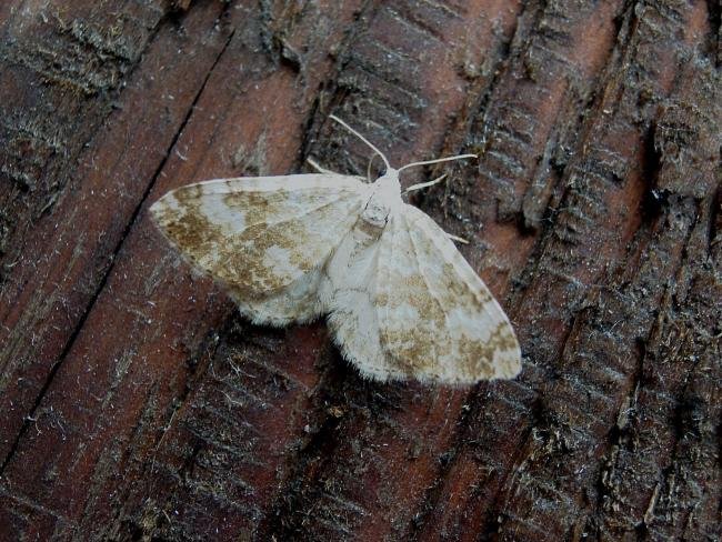 Sandy Carpet (Perizoma flavofasciata), adult. Chester-le-Street, 17-07-2006. Copyright Keith Dover.
