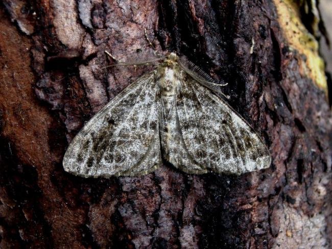 Satin Beauty (Deileptenia ribeata), adult. Taken outside Durham, 03-07-2004. Copyright Keith Dover.