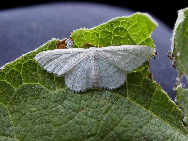 Satin Wave (Idaea subsericeata), adult. Blackhall Rocks, 07-07-2006. Copyright Keith Dover.
