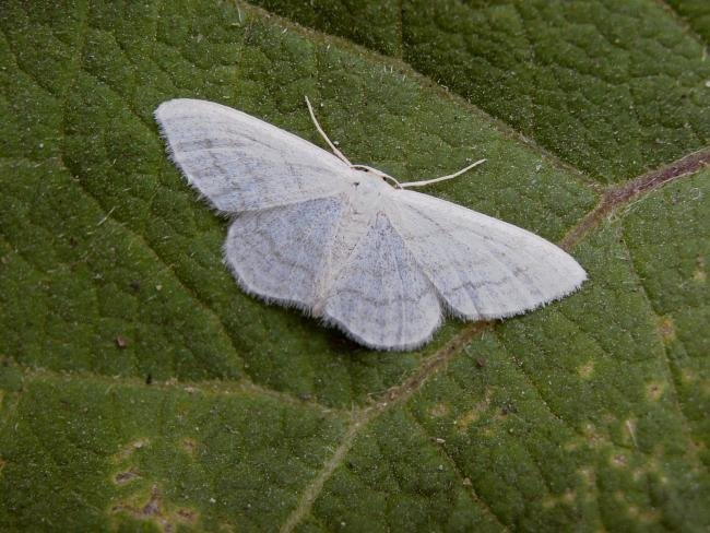 Satin Wave (Idaea subsericeata), adult. Blackhall Rocks, 07-07-2006. Copyright Keith Dover.