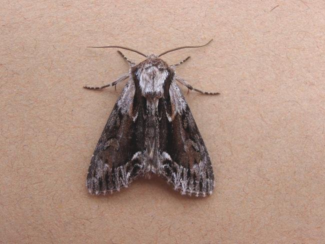 Saxon (Hyppa rectilinea), adult. Taken outside Durham, 14-06-2006. Copyright Keith Dover.