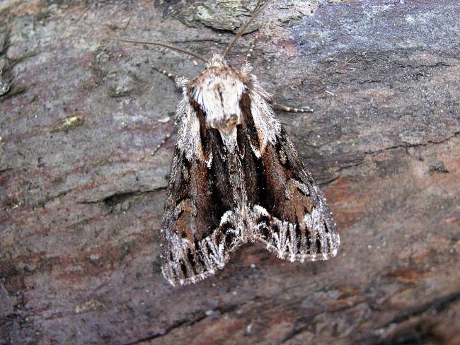 Saxon (Hyppa rectilinea), adult. Taken outside Durham, 14-06-2006. Copyright Keith Dover.