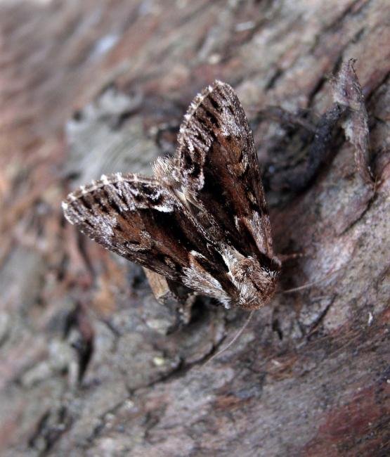 Saxon (Hyppa rectilinea), adult. Taken outside Durham. Copyright Keith Dover.