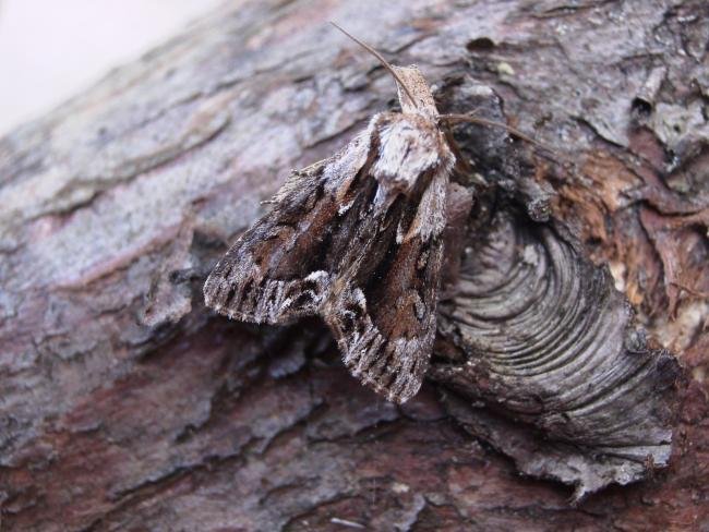 Saxon (Hyppa rectilinea), adult. Taken outside Durham, 14-06-2006. Copyright Keith Dover.