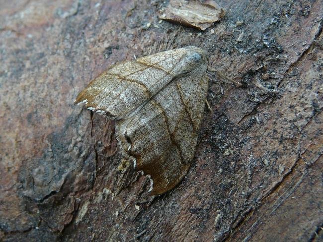 Scalloped Hook-tip (Falcaria lacertinaria), adult. Taken outside Durham, 29-05-2009. Copyright Keith Dover.