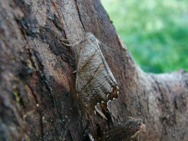 Scalloped Hook-tip (Falcaria lacertinaria), adult. Taken outside Durham, 29-05-2009. Copyright Keith Dover.