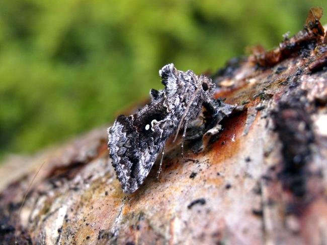 Scarce Silver Y (Syngrapha interrogationis), adult. Taken outside Durham, 14-07-2005. Copyright Keith Dover.