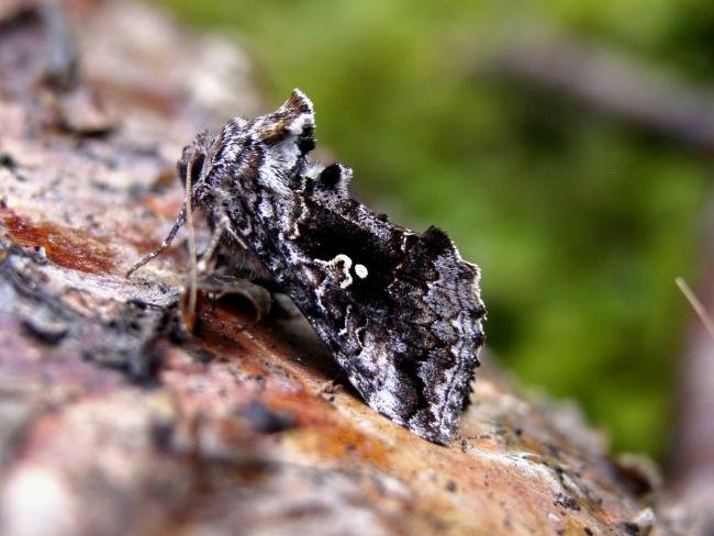 Scarce Silver Y (Syngrapha interrogationis), adult. Taken outside Durham, 14-07-2005. Copyright Keith Dover.