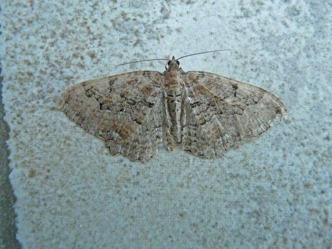 Scarce Tissue (Rheumaptera cervinalis), adult. 31-05-2009. Copyright Keith Dover.