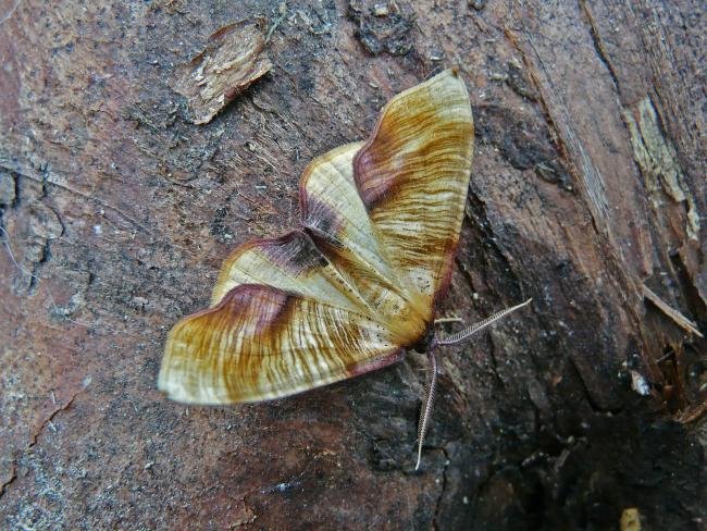Scorched Wing (Plagodis dolabraria), adult. Taken outside Durham, 29-05-2009. Copyright Keith Dover.