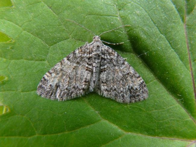 Seraphim (Lobophora halterata), adult. Chester-le-Street, 09-06-2008. Copyright Keith Dover.