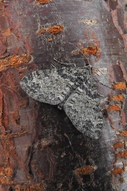 Seraphim (Lobophora halterata), adult. Chester-le-Street, 16-05-2017. Copyright Keith Dover.