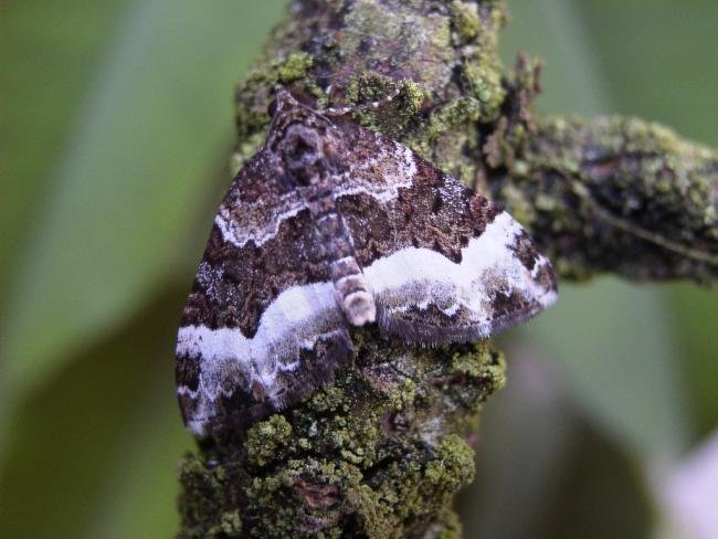 Sharp-angled Carpet (Euphyia unangulata), adult. 26-07-2004. Copyright Keith Dover.
