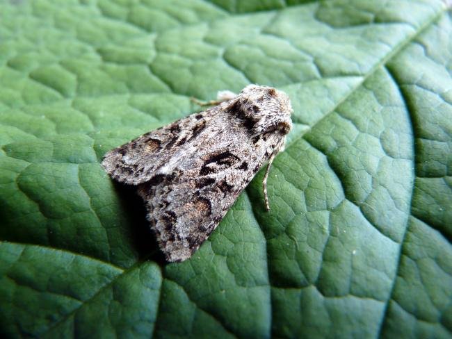 Shears (Hada plebeja), adult. Taken outside Durham, 05-06-2008. Copyright Keith Dover.