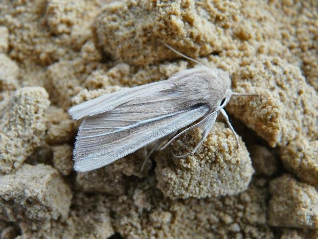 Shore Wainscot (Mythimna litoralis), adult. Taken outside Durham, 02-07-2009. Copyright Keith Dover.