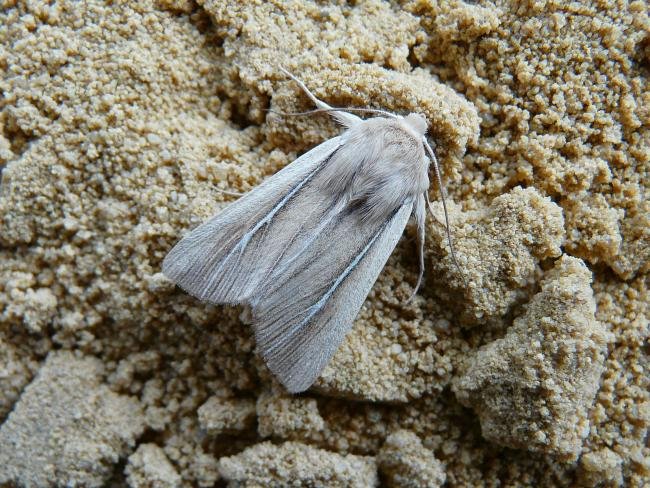 Shore Wainscot (Mythimna litoralis), adult. Taken outside Durham, 02-07-2009. Copyright Keith Dover.