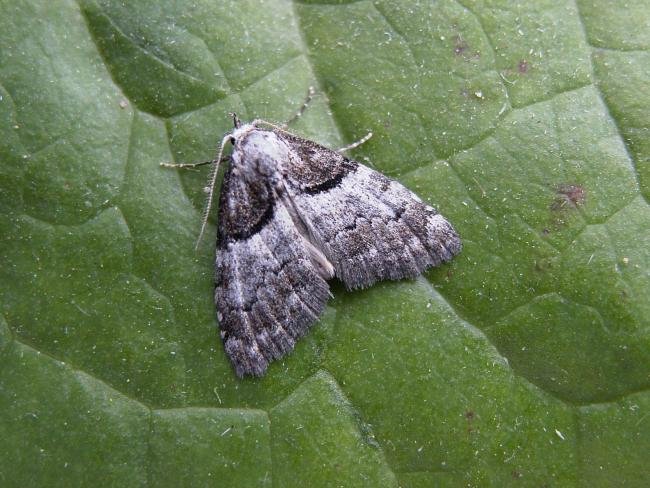 Short-cloaked Moth (Nola cucullatella), adult. Chester-le-Street, 04-07-2006. Copyright Keith Dover.