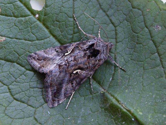 Silver Y (Autographa gamma), adult. Taken outside Durham, 20-10-2005. Copyright Keith Dover.