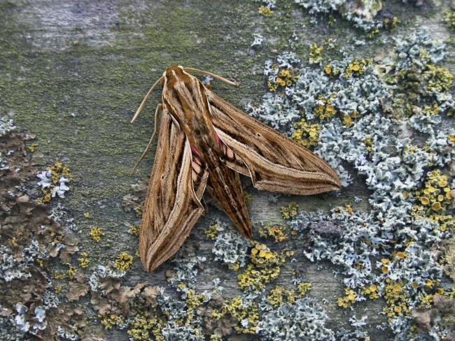 Silver-striped Hawk-moth (Hippotion celerio), adult. 28-09-2006. Copyright Keith Dover.