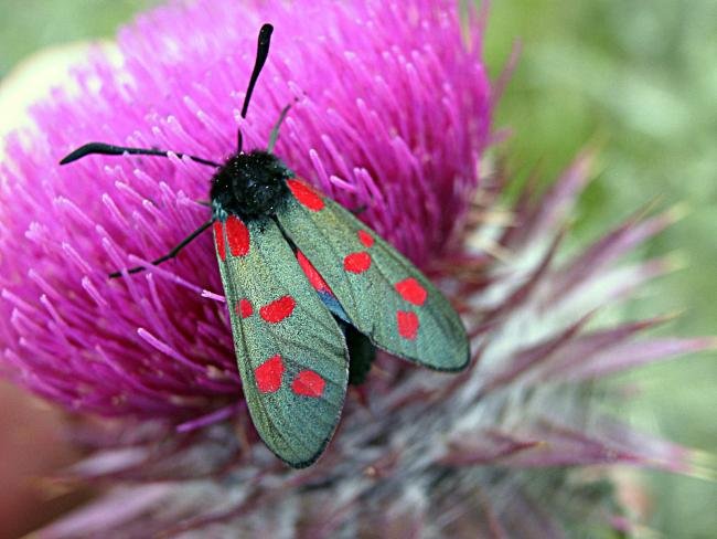 Six-spot Burnet (Zygaena filipendulae), adult. Taken outside Durham, 07-07-2006. Copyright Keith Dover.